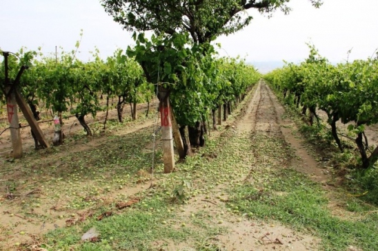 Manisa'da Dolu Felaketi Üzüm Bağlarını Vurdu