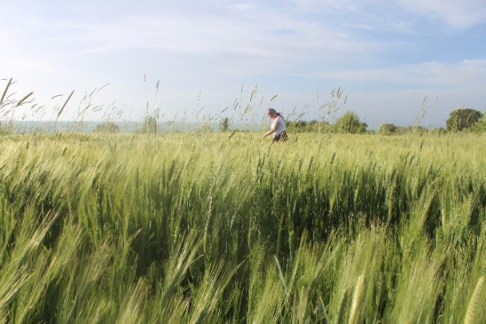 Beyşehir'de Yağışlar Tarımda Umut Yarattı