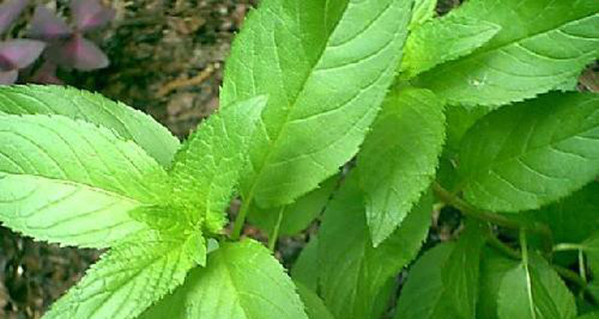 Yaban Nanesi ile Mide Sorunlarına Doğal Çözüm