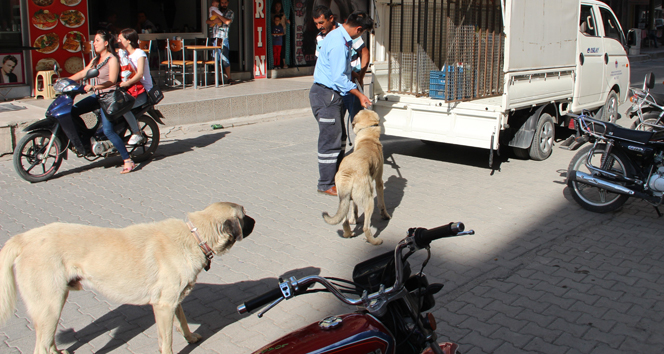 Mersin'de Başıboş Sokak Köpekleri Toplanıyor