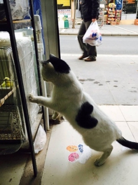 Süleymanpaşa'da Kalp Şeklinde Kedi İlgi Odağı Oldu