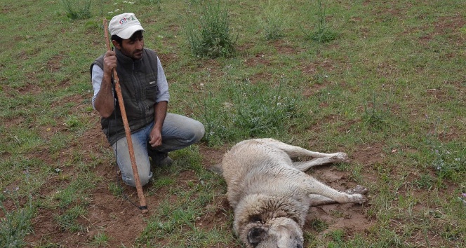 Eskişehir'de Hayvanlara Zehirli Yiyecek Bırakılıyor mu?