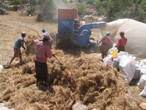 Silifke Dağ Köylerinde Geleneksel Harman Yöntemi: Patozla Çalışıyorlar