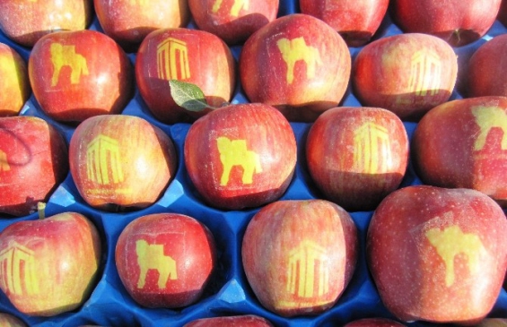 Çanakkale'de Logolu Elma Projesi Devam Ediyor