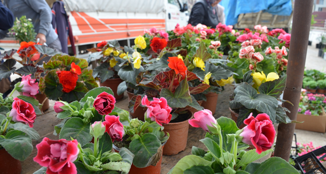 Bilecik'te Bahçe Çiçeklerinde Horoz İbiği Fırtınası