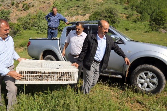 Gümüşhane'de Keklikler Doğayla Buluştu