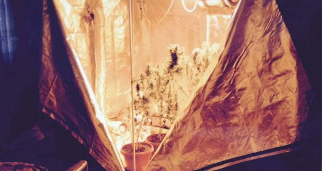 Trabzon'da Bez Dolapta Kenevir Yetiştirildiği Ortaya Çıktı