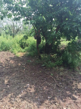 Bursa’da Yavru Ayı Kiraz Ağacına Sıkıştı, Kurtarıldı