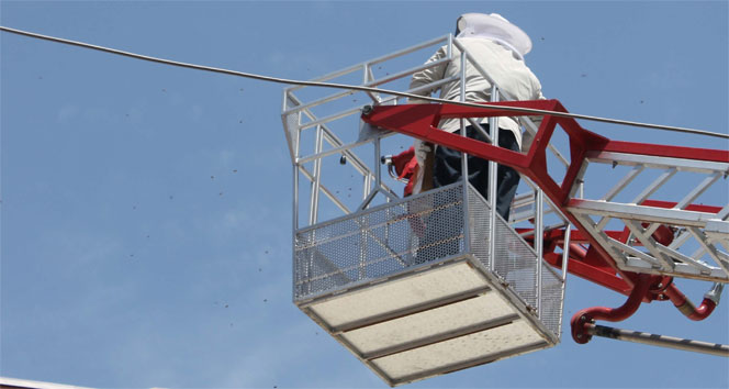 Zonguldak'ta Cami Saçağındaki Arılar Panik Yarattı