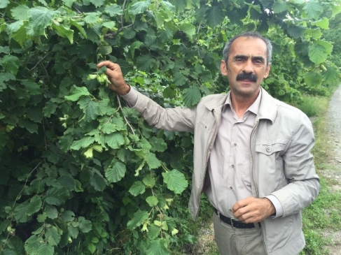 Ünye'de Fındıkta Küllenme Tehlikesi Uyarısı