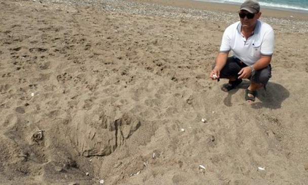 Kızılot Sahili'nde Caretta Caretta Yumurtlama Zamanı Geldi