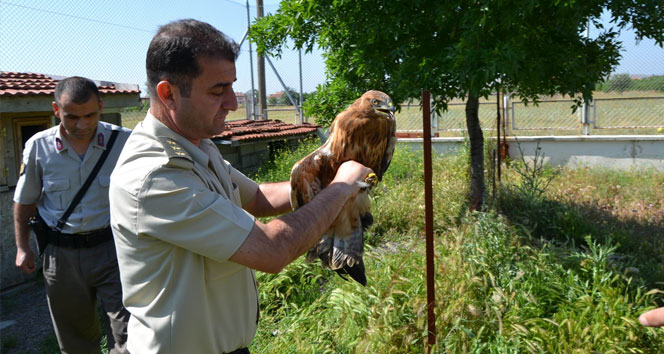 Konya'da Yavru Şahine Jandarma Sahip Çıktı