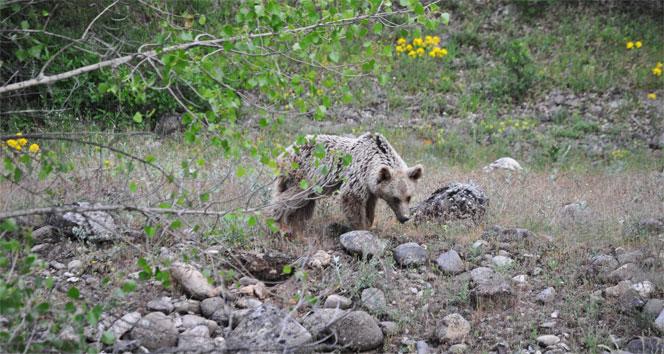 Tunceli'de Aç Kalan Yaban Ayıları Görüntülendi