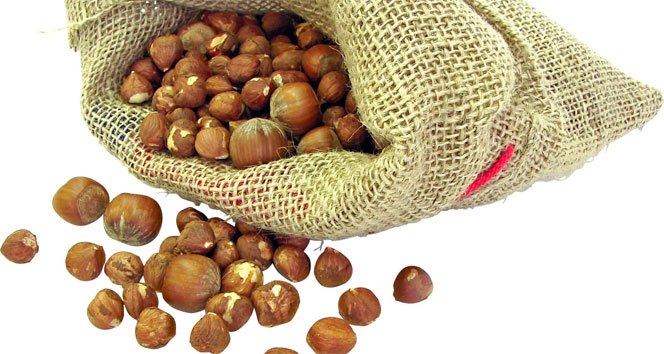 Fındıkta Küllenme Hastalığı Tehlikesi