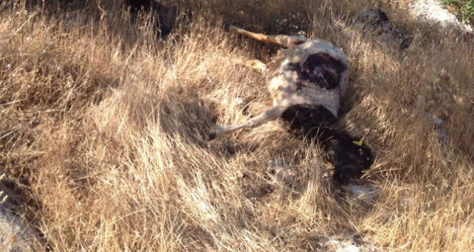 Adıyaman'da Kurt Saldırısı: 22 Koyun Telef Oldu