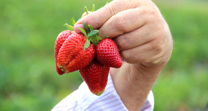 Ovacık'ta Çilek Üretimine Geçiş: Barbunya Umutları Tükendi