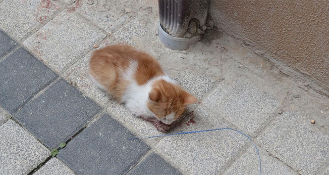İnegöl'de Sürücü Kediyi Ezip Kaçtı, Duyarlı Vatandaş Sahip Çıktı