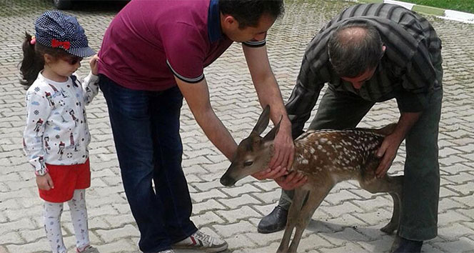 İnegöl'de Geyik Yavrusuna Duyarlı Sahip Çıktı
