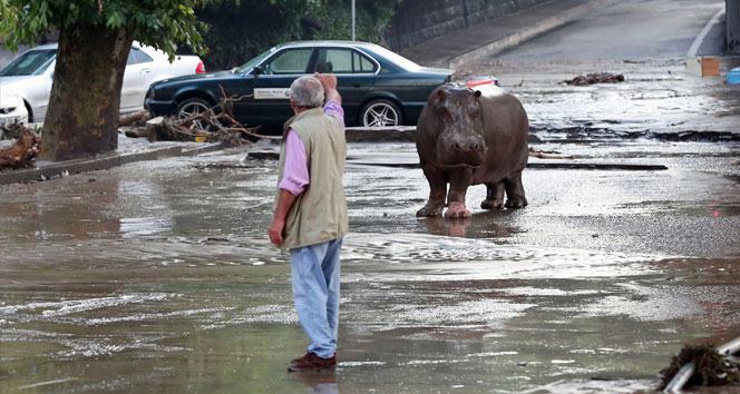Tiflis'te Sel Felaketi: 8 Ölü, Hayvanat Bahçesi Zarar Gördü