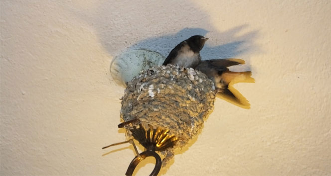 Kırlangıçlar Burhaniye Kahvehanesinde Yuva Yaptı