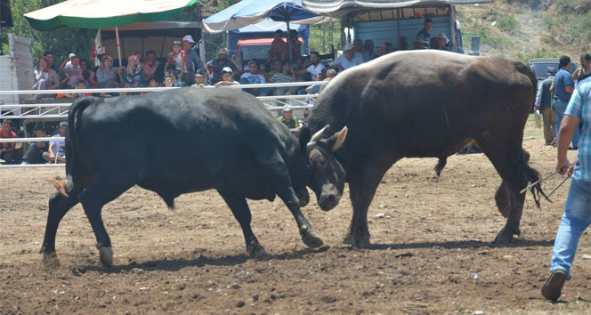 Musluca'da Boğa Güreşi Festivali Coşkuyla Gerçekleşti