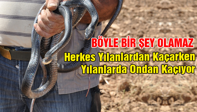 Zehirli yılanları evcilleştiren adam görenleri şaşırtıyor