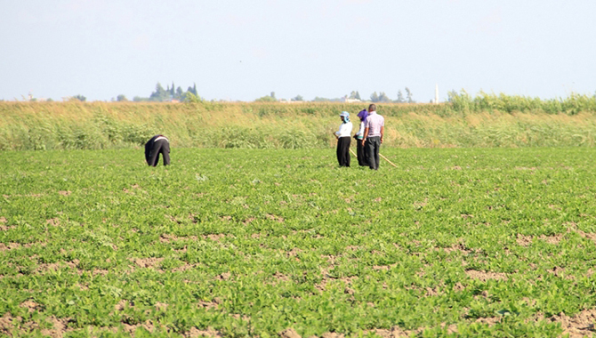 Çukurova pamuğu tahtını mısır ve ayçiçeğine bıraktı