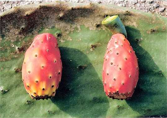 Dikenli İncir Olan 'Kaynana Dili'nin DNA'sı Çıkarıldı