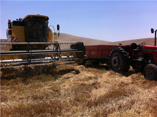 Yerköy’de aspir hasadına başlandı