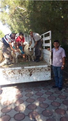 İzmir'deki koyun hırsızlığının zanlıları yakalandı
