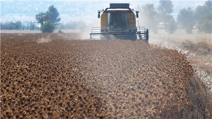 Nadasa bırakılan 392 dekarlık arazi, aspir yetiştirilerek tarıma kazandırılacak