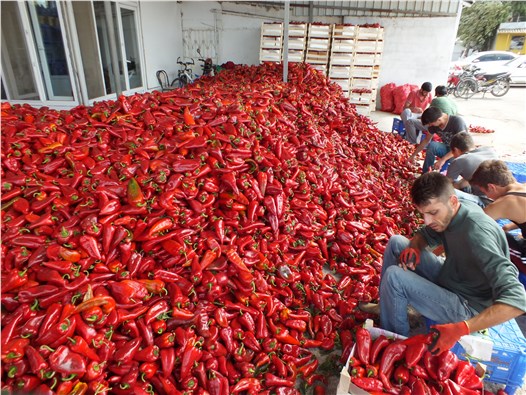 Bafra’da salçalık kırmızı biber hasadı başladı