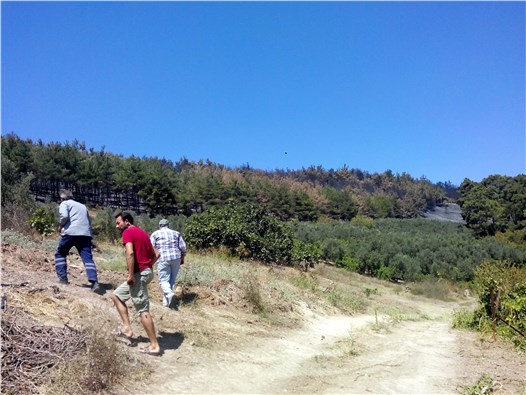 Yanan ormanlık alanda 50 bin konut yapılacak iddiası