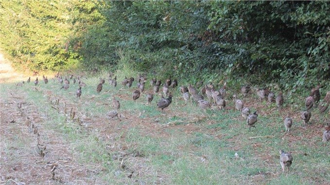 Kaynarca'da 700 sülün doğaya salındı