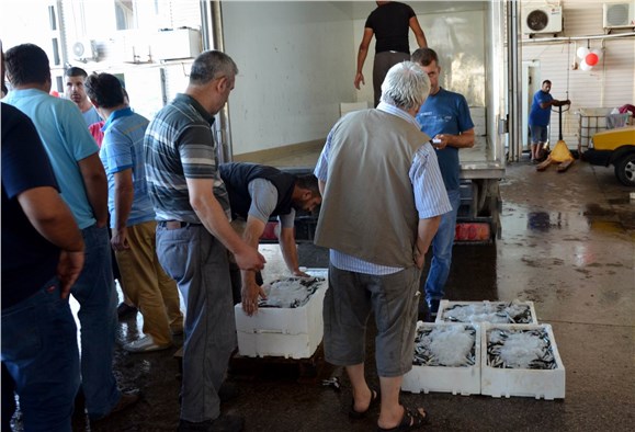 Balıkesir'de balıkçıların yüzü hamsi ile güldü