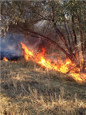 Yozgat’ta 25 bin dekar anız yandı, ağaçlar zarar gördü