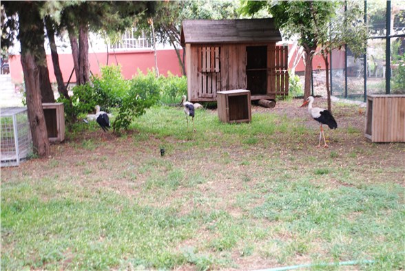 Kanadı kırılan leylek tedaviye alındı