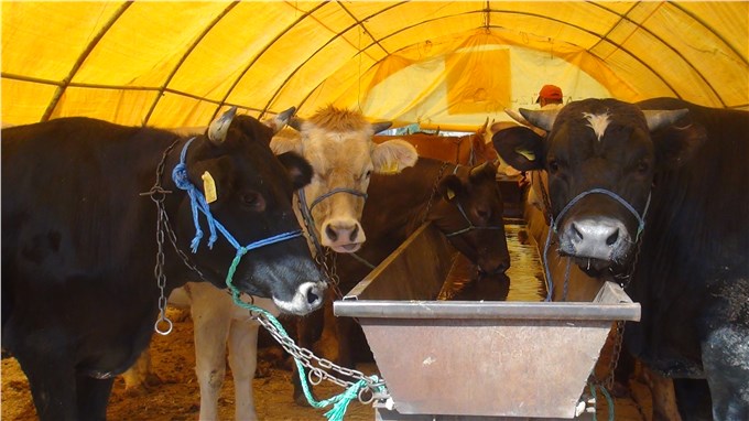 Kurbanlık hayvan satıcıları, belediyenin ilgisizliğinden şikayetçi