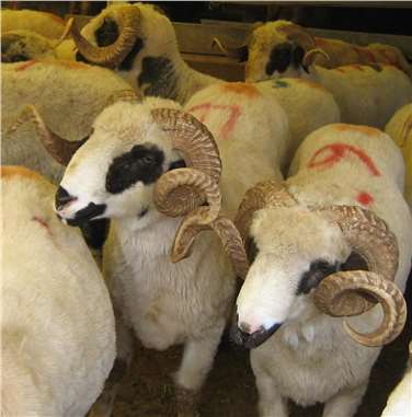 Diyarbakır Büyükşehir Belediyesi kurban bağışı için kampanya başlattı