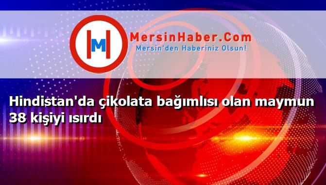 Hindistan'da çikolata bağımlısı olan maymun 38 kişiyi ısırdı