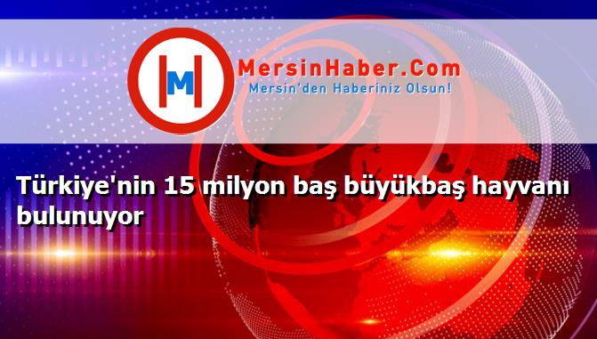 Türkiye'nin 15 milyon baş büyükbaş hayvanı bulunuyor