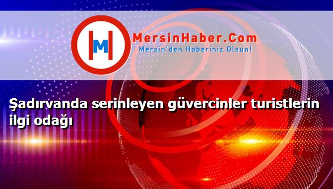 Şadırvanda serinleyen güvercinler turistlerin ilgi odağı