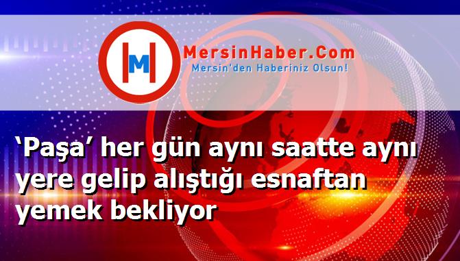 ‘Paşa’ her gün aynı saatte aynı yere gelip alıştığı esnaftan yemek bekliyor