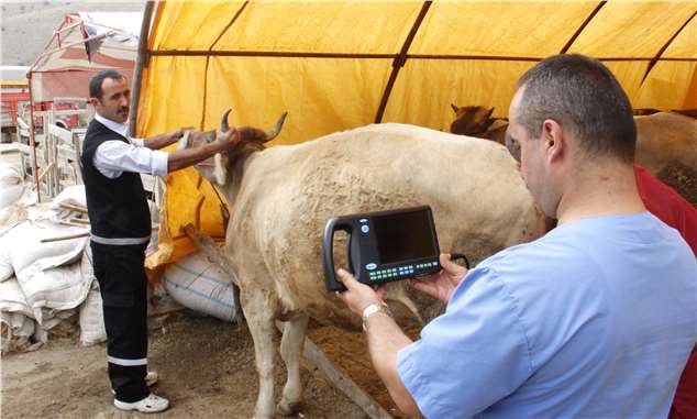 Kurbanlıklara ultrasonlu gebelik testi