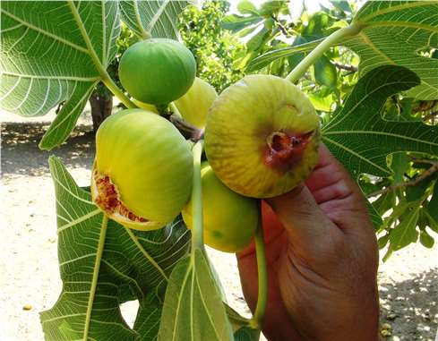 İncirde dünya liderliği tehlikede