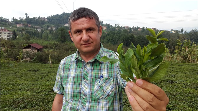 'Aşırı çay tüketimi vücudu içeriden kurutup kanseri tetikliyor'