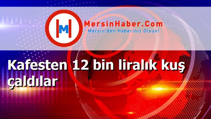 Kafesten 12 bin liralık kuş çaldılar