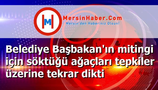 Belediye Başbakan'ın mitingi için söktüğü ağaçları tepkiler üzerine tekrar dikti