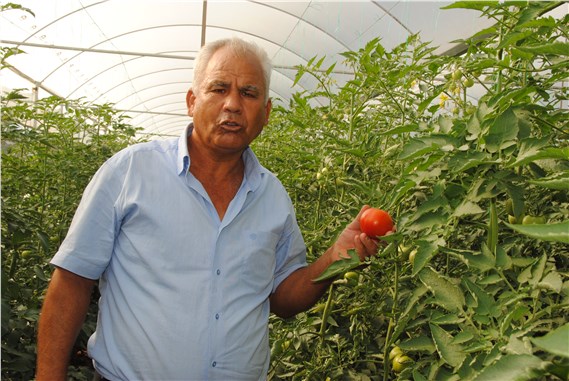 DSP'li Öztürk Domatesin 70 kuruş olması üreticinin bitmesi demektir