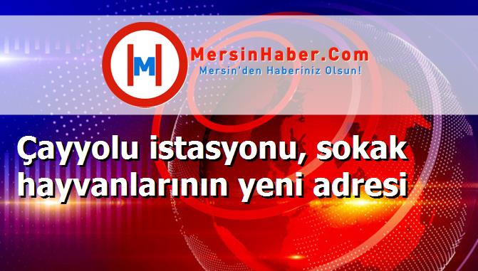 Çayyolu istasyonu, sokak hayvanlarının yeni adresi